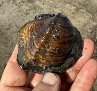 gbif image for Quadrula metanevra