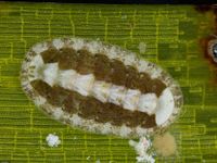 gbif image for Ischnochiton papillosus