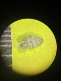 gbif image for Gastrocopta contracta