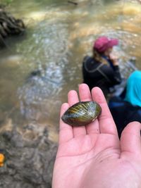 gbif image for Lampsilis subangulata