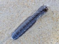 gbif image for Coronis excavatrix