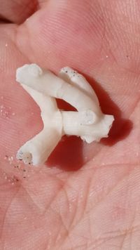 gbif image for Cladocora arbuscula