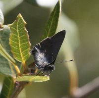 gbif image for Strymon saepium