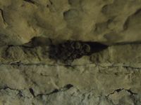 gbif image for Myotis grisescens