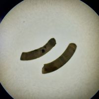 gbif image for Caecum glabrum