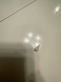 gbif image for Niso Niso aeglees