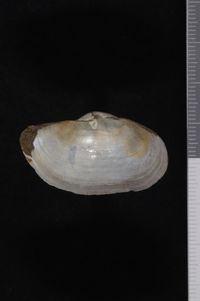 To ANSP Malacology Collection in GBIF (catalog no. 68536)