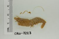 gbif image for Sicyonia stimpsoni