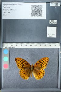 gbif image for Speyeria leto