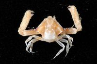 gbif image for Mesorhoea sexspinosa