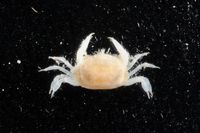 gbif image for Solenolambrus tenellus