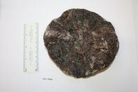 gbif image for Araeosoma violaceum