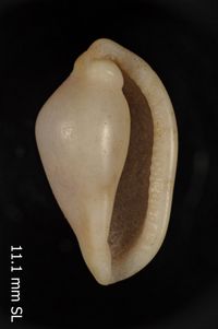 To ANSP Malacology Collection in GBIF (catalog no. 251993)