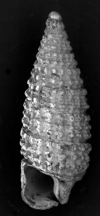 To ANSP Malacology Collection in GBIF (catalog no. 313668)