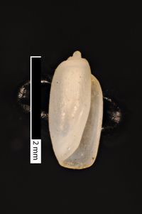 To ANSP Malacology Collection in GBIF (catalog no. 70160)