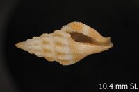 To ANSP Malacology Collection in GBIF (catalog no. 221836)