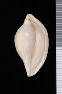 To ANSP Malacology Collection in GBIF (catalog no. 301668)