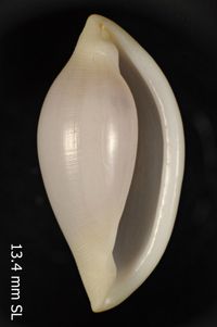 To ANSP Malacology Collection in GBIF (catalog no. 305022)