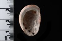 gbif image for Haliotis pourtalesii