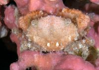 gbif image for Carpoporus papulosus