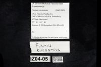 gbif image for Fusinus Fusinus eucosmius