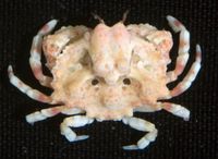 gbif image for Osachila semilevis