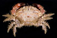 gbif image for Pseudomedaeus agassizii