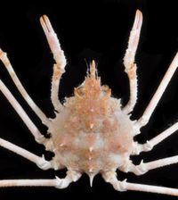 gbif image for Pyromaia arachna