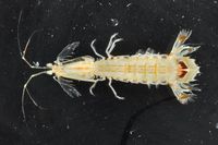 gbif image for Squilla heptacantha