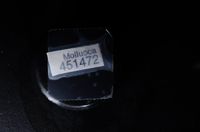 gbif image for Conus stimpsoni