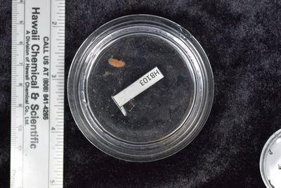 Platyhelminthes