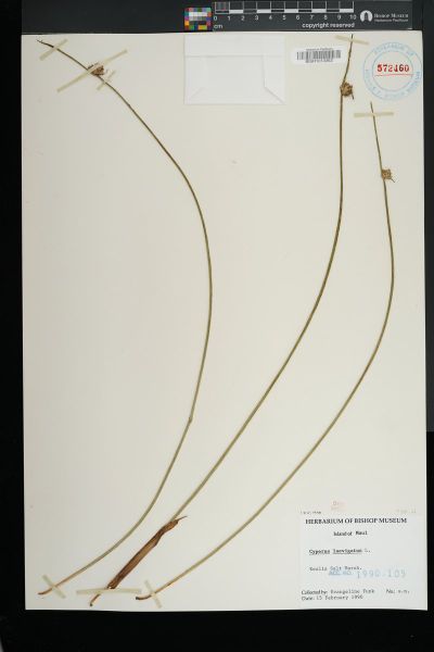 Cyperus laevigatus