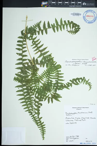 Pseudophegopteris keraudreniana