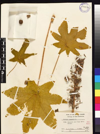 Ricinus communis