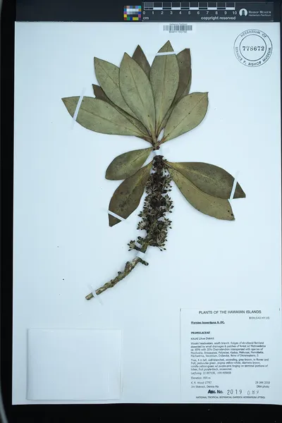 Myrsine lessertiana