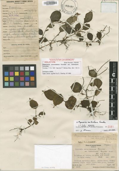 Peperomia australana