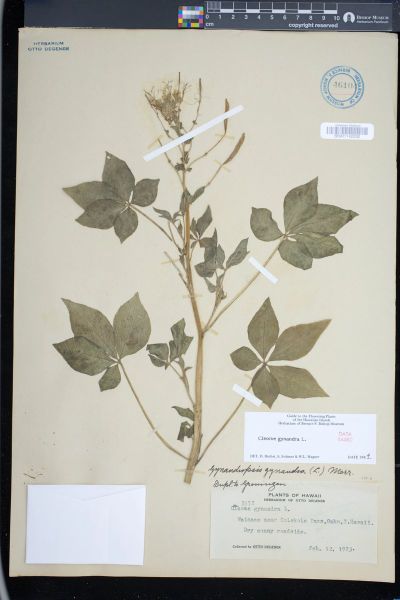 Gynandropsis gynandra