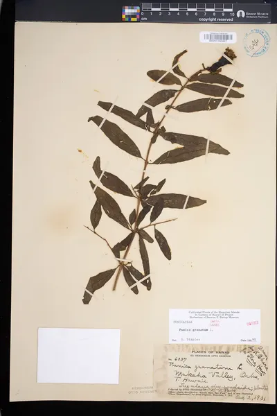 Punica granatum