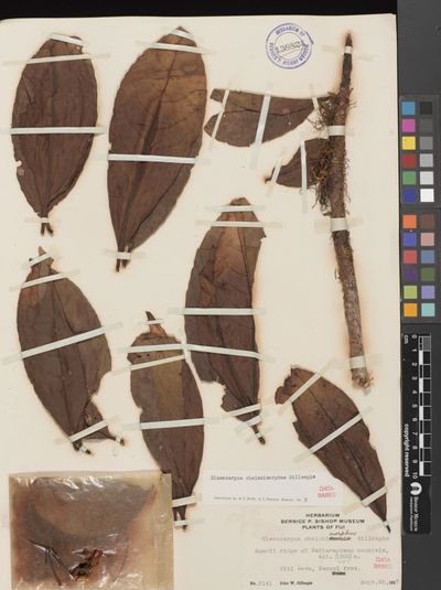 Elaeocarpus chelonimorphus