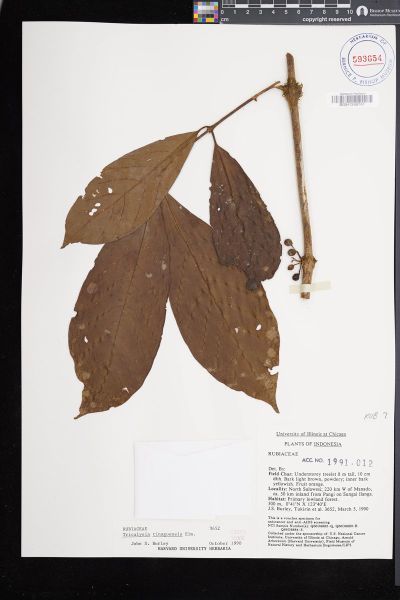Diplospora tinagoensis