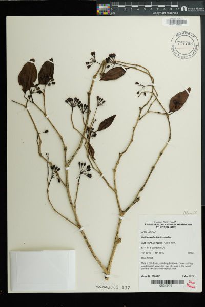 Motherwellia haplosciadea