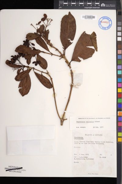 Psychotria zeylanica