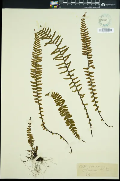 Asplenium platyneuron