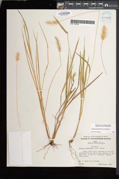 Setaria parviflora