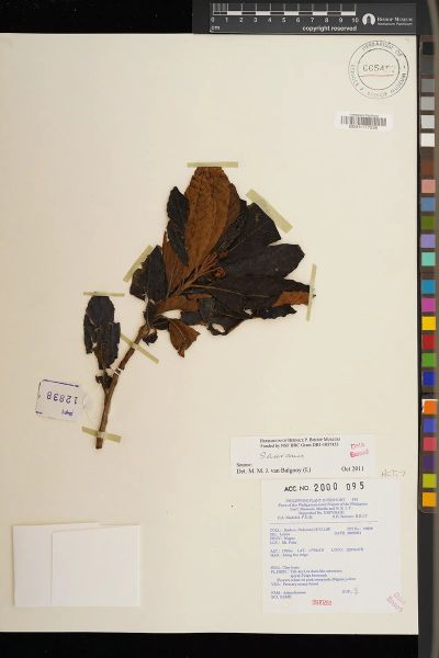Saurauia