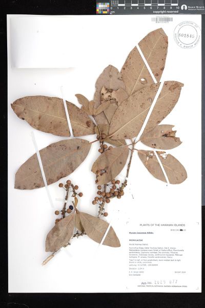 Myrsine lanaiensis