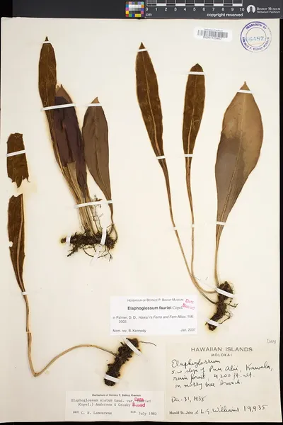 Elaphoglossum fauriei