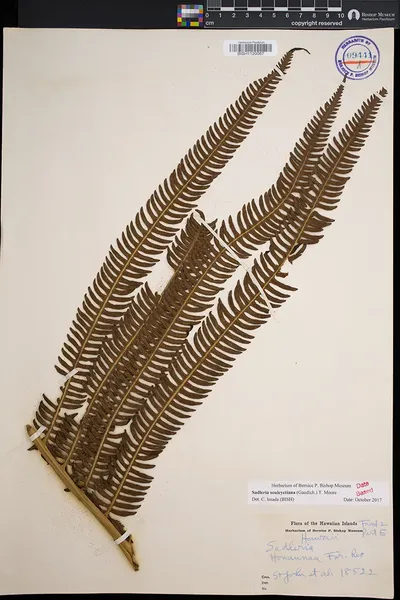 Sadleria souleyetiana