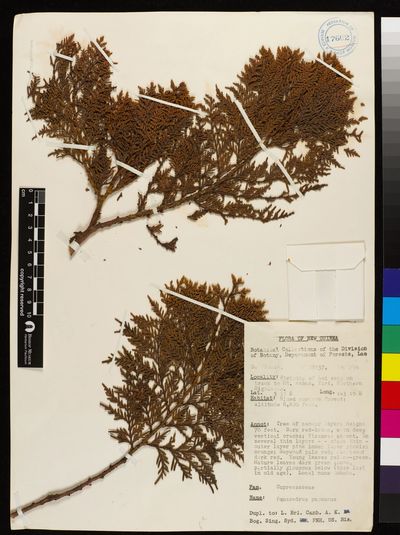 Papuacedrus papuana