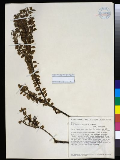 Gaultheria rupicola